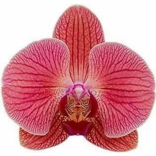 Phalaenopsis Love Day Orchid (single plant pot) - Image 4