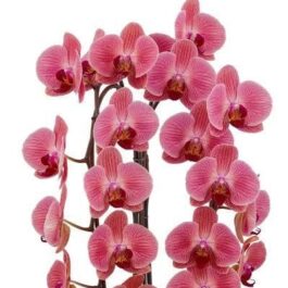 Phalaenopsis Love Day Orchid (single plant pot)