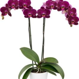 Phalaenopsis dragon dance orchids (single plant pot)
