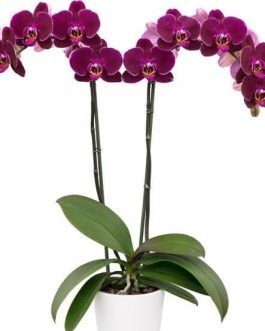 Phalaenopsis dragon dance orchids (single plant pot)