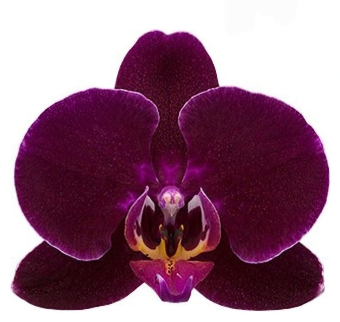 Phalaenopsis dragon dance orchids (single plant pot) - Image 4