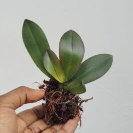 Phalaenopsis dragon dance orchids (single plant pot)