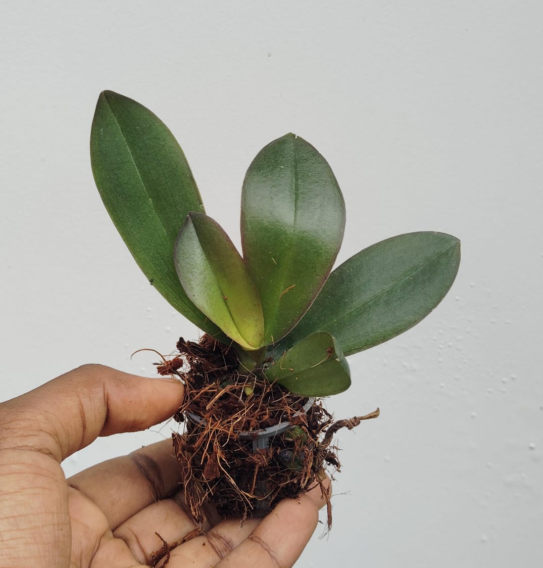 Phalaenopsis dragon dance orchids (single plant pot) - Image 2