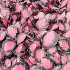 Large -Calathea Rusco (large plant pot)