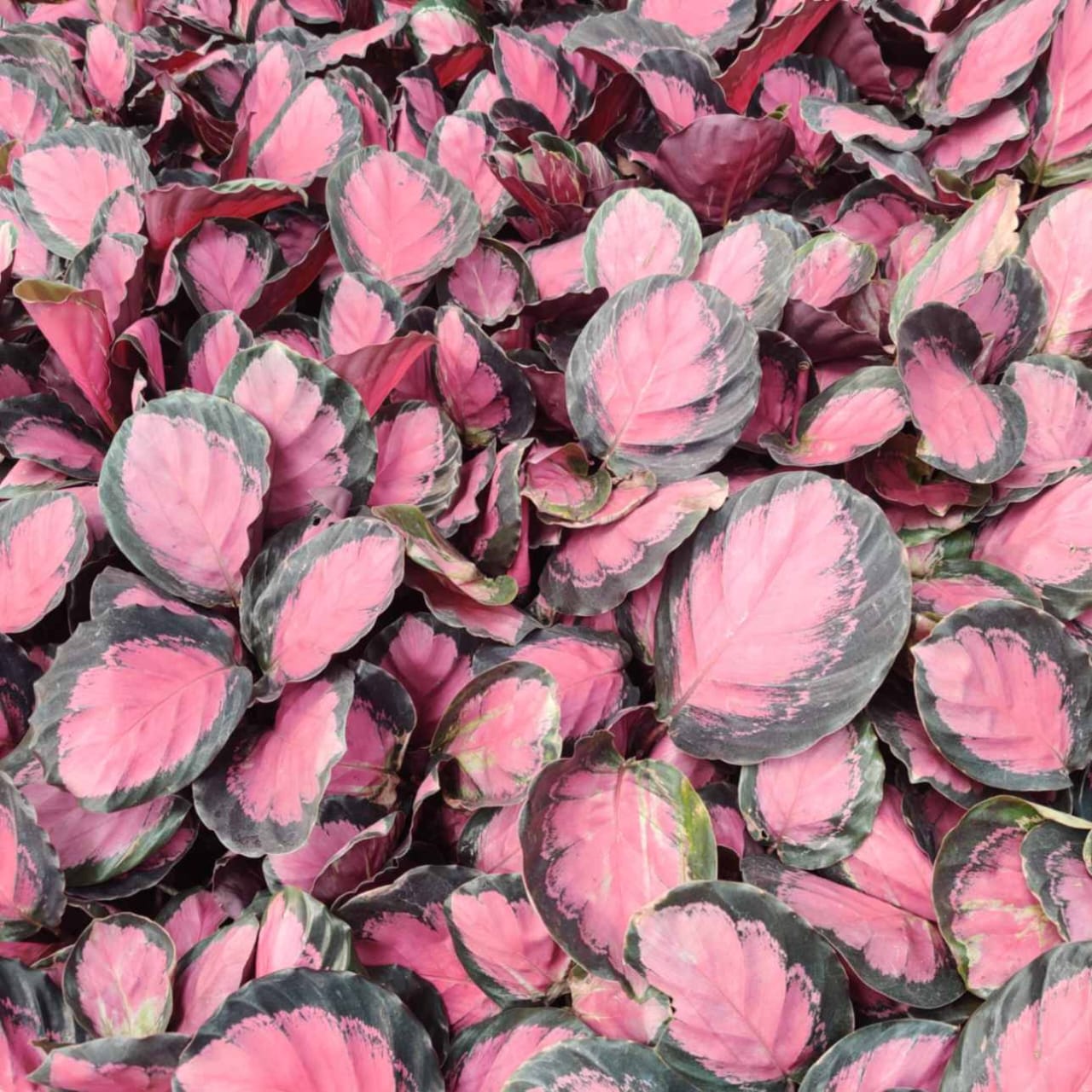 Calathea Rusco (large plant pot)