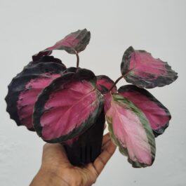 Large -Calathea Rusco (large plant pot)