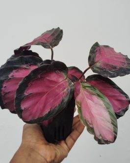 Calathea Rusco (large plant pot)