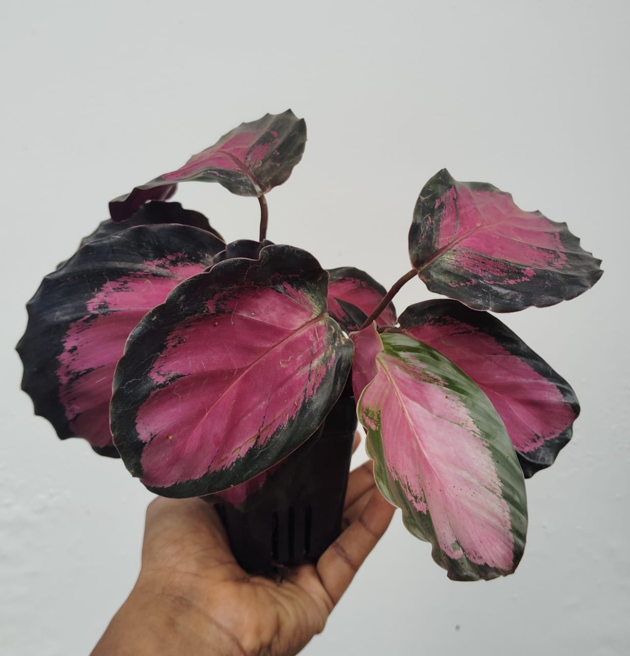 Calathea Rusco (large plant pot) - Image 2