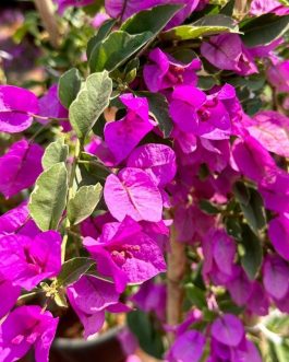 Bougainvillea- silvery varigated leaves and purple flower (single plant pot)