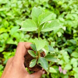 Bougainvillea- silvery varigated leaves and purple flower (single plant pot)