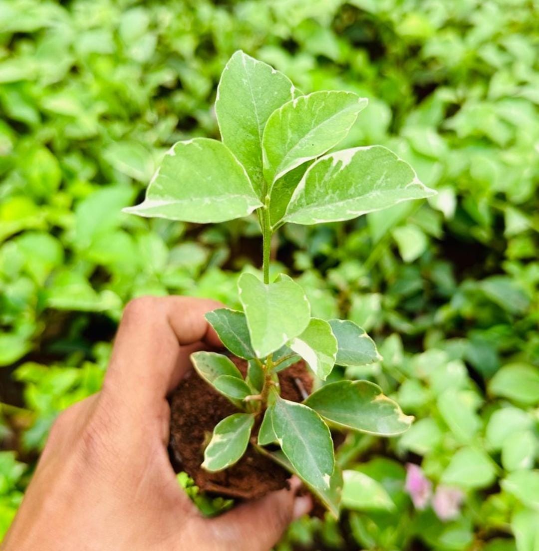 Bougainvillea- silvery varigated leaves and purple flower (single plant pot) - Image 2