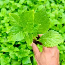 Dwarf Hydrangea Blue (single plant pot)