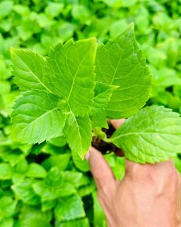 Dwarf Hydrangea Blue (single plant pot)