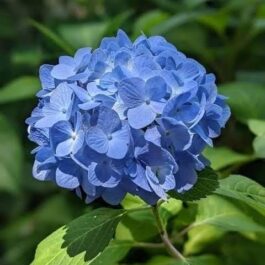 Dwarf Hydrangea Blue (single plant pot)