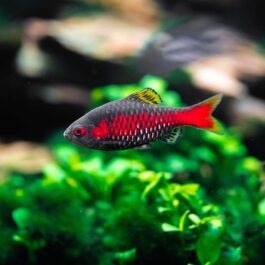 Odessa Barb ( 4 pcs)