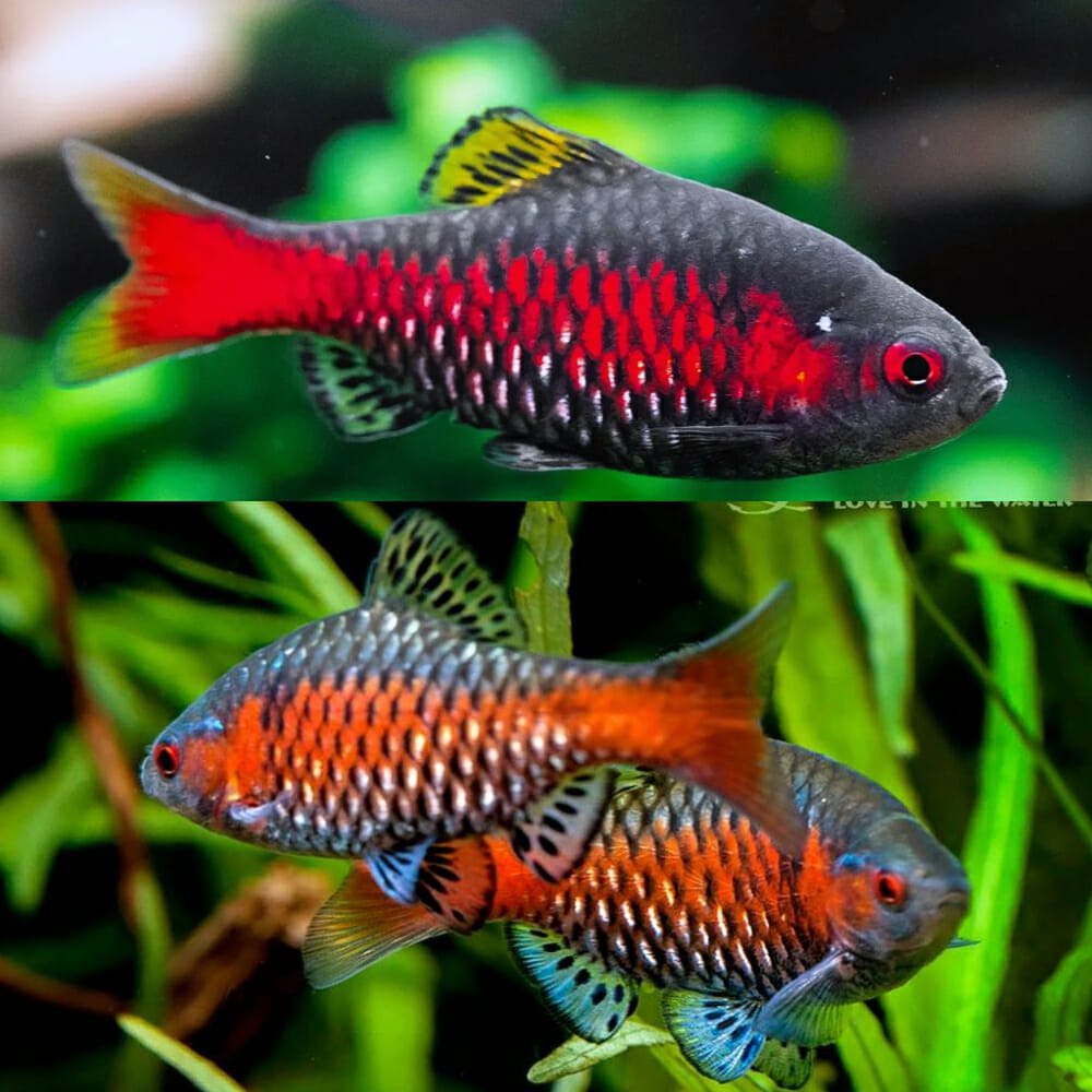 Odessa Barb ( 4 pcs) - Image 3