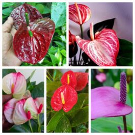 Anthurium combo (5 colour)