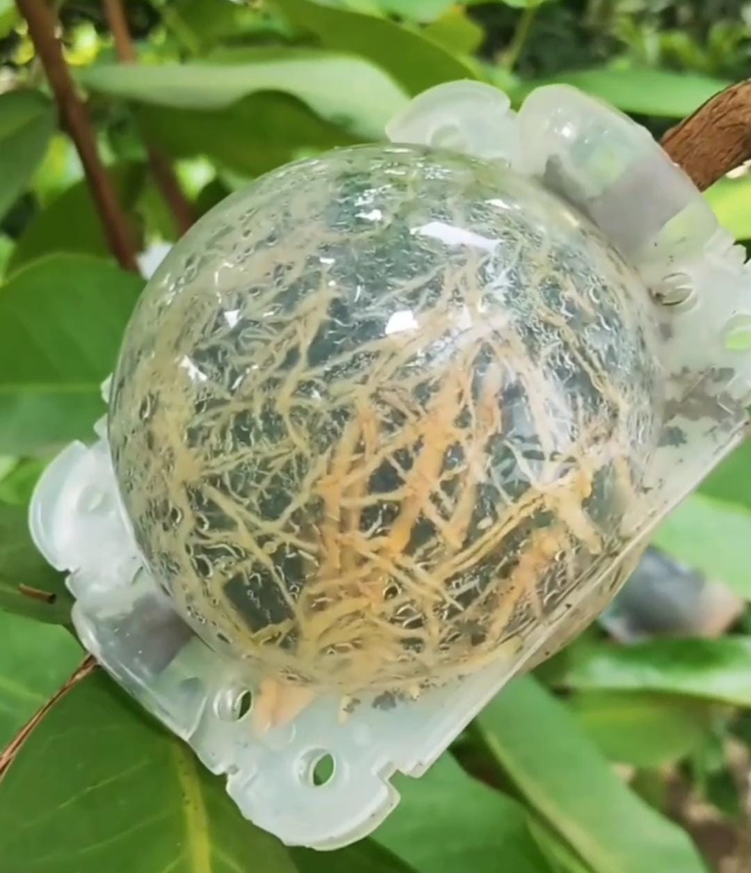 Rooting ball- small sized- 2 inch (single piece) - Image 3