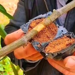 Rooting ball- small sized- 2 inch (single piece)