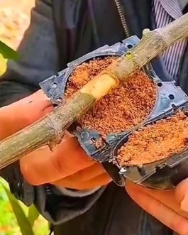 Rooting ball- large sized- 3 inch (single piece)