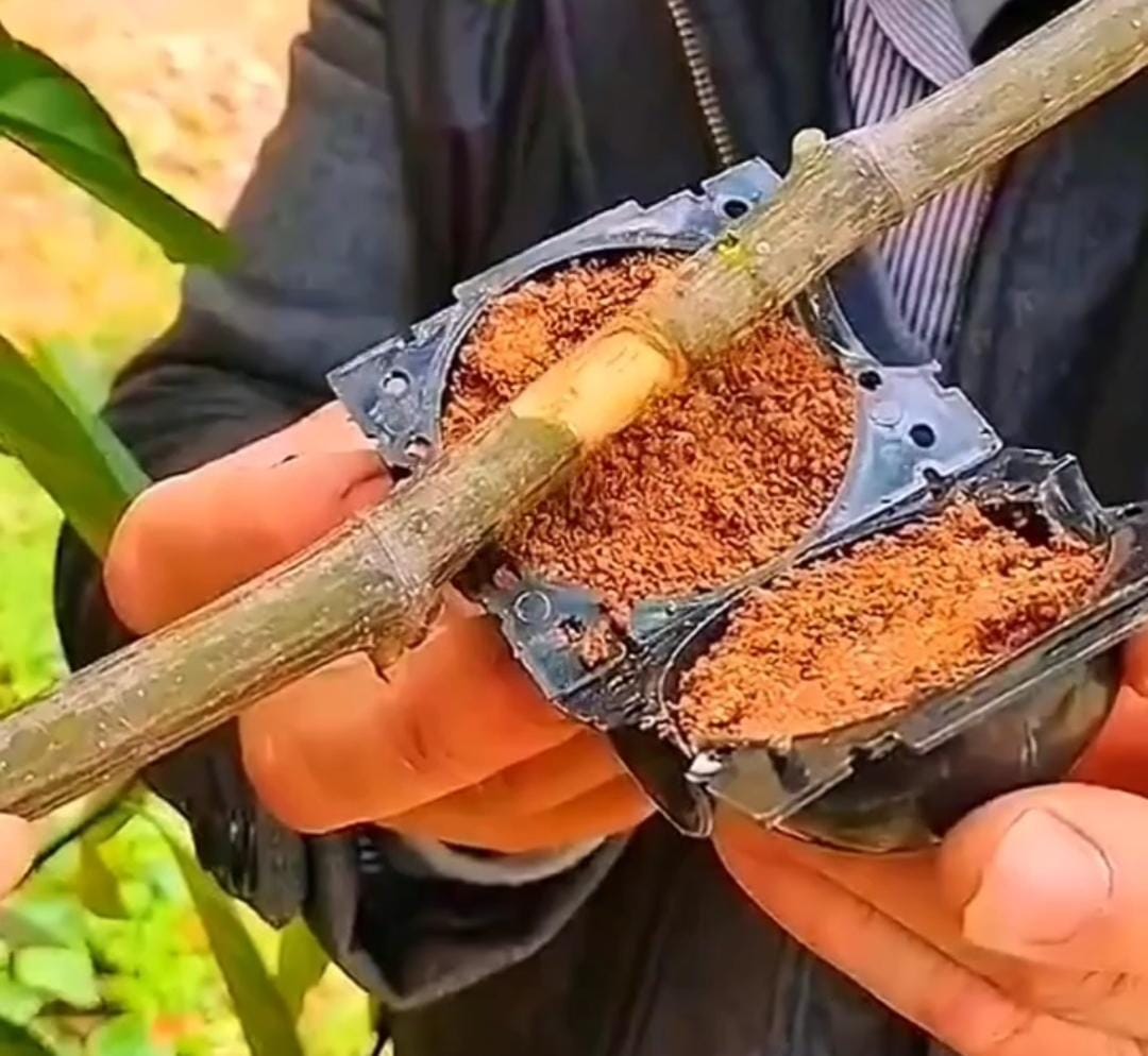 Rooting ball- small sized- 2 inch (single piece) - Image 2