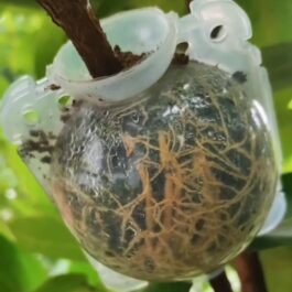 Rooting ball- small sized- 2 inch (single piece)