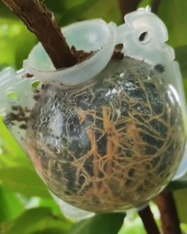 Rooting ball- large sized- 3 inch (single piece)