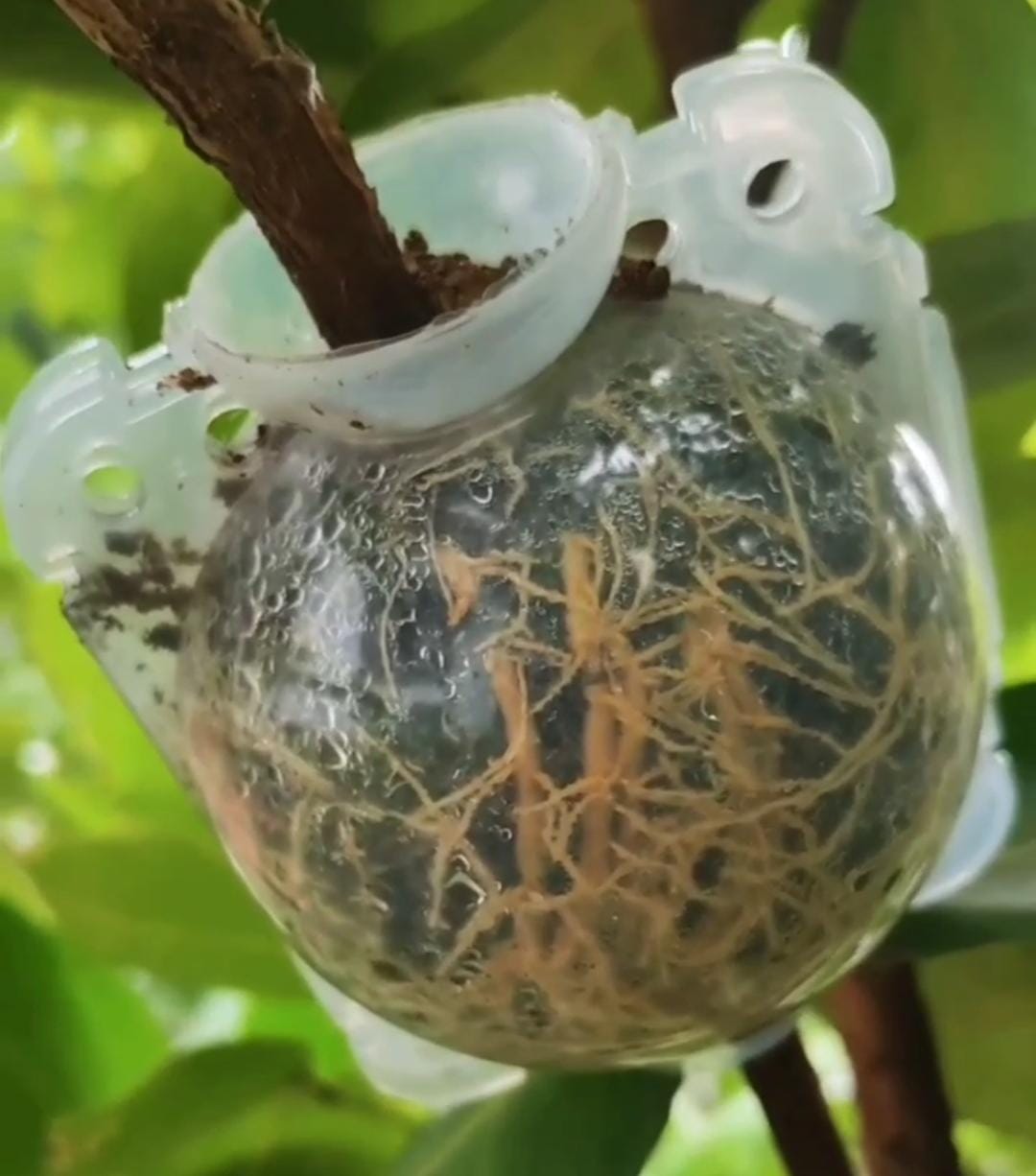 Rooting ball- small sized- 2 inch (single piece)