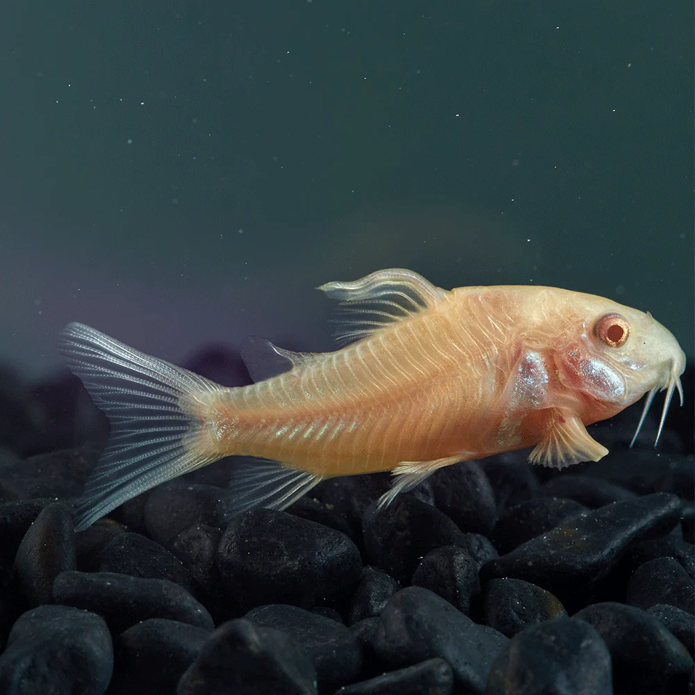Albino corydora ( 6 pcs) - Image 5