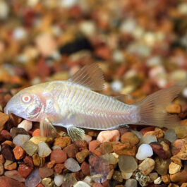 Albino corydora ( 6 pcs)