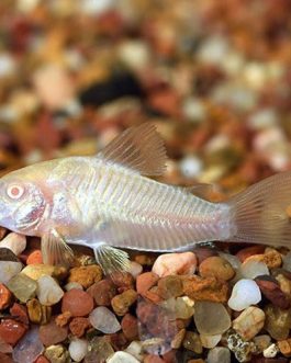 Albino corydora ( 6 pcs)