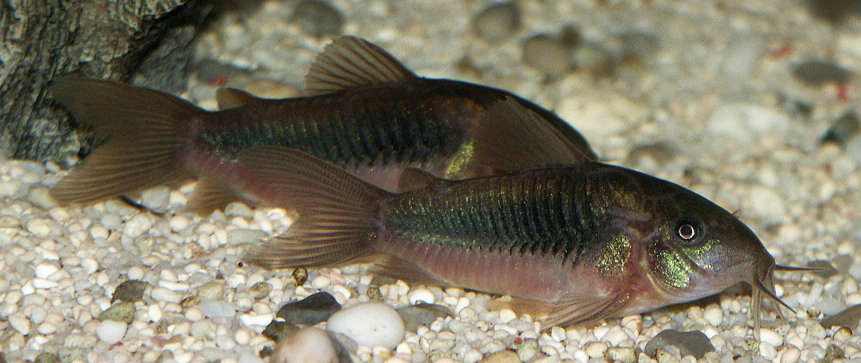 Bronze corydora ( 6 pcs) - Image 4