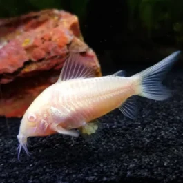 Albino corydora ( 6 pcs)