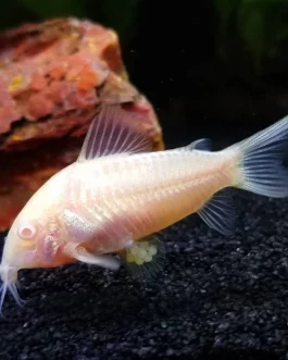 Albino corydora ( 6 pcs)
