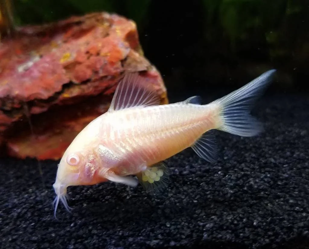 Albino corydora ( 6 pcs) - Image 2