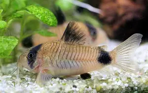 Panda corydora ( 6 pcs) - Image 4