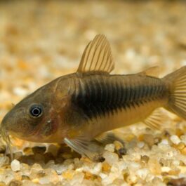 Bronze corydora ( 6 pcs)