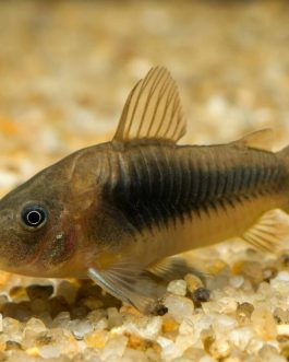 Bronze corydora ( 6 pcs)