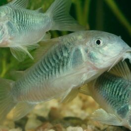 Green corydora ( 6 pcs)