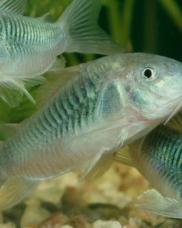 Green corydora ( 6 pcs)