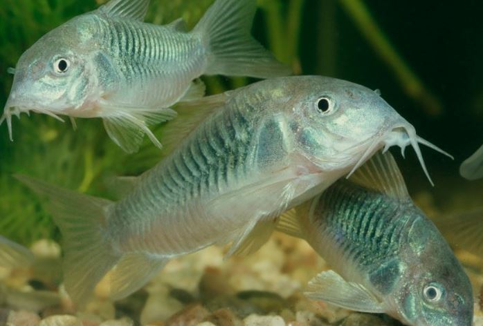 Green corydora ( 6 pcs)