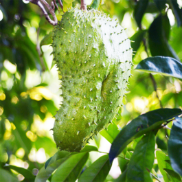 Soursop/ Brazilian pawpaw/ Breadfruit (Single Plant)