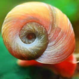 Red Ramshorn snail ( 10 nos)
