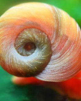 Red Ramshorn snail ( 10 nos)