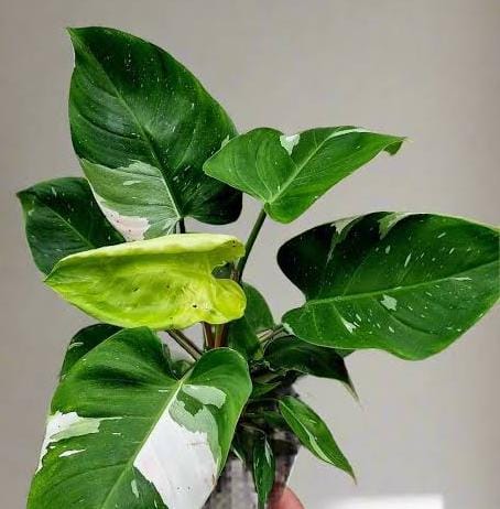 Philodendron White Princess (single plant) - Image 3