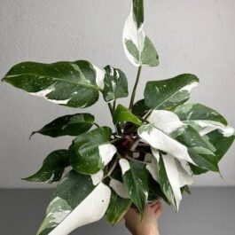 Philodendron White Princess (single plant)