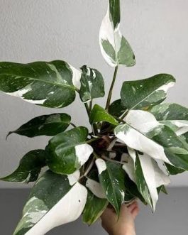 Philodendron White Princess (single plant)