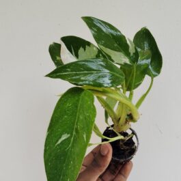 Philodendron White Princess (single plant)
