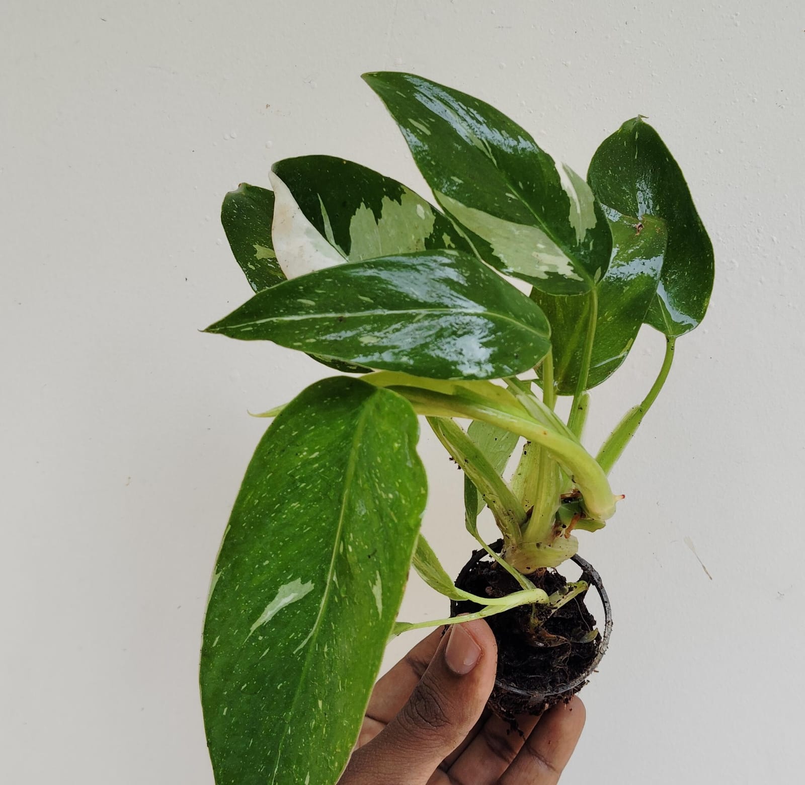 Philodendron White Princess (single plant) - Image 2