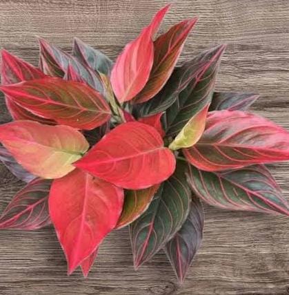 Agalonema red wine (small plant pot) - Image 4